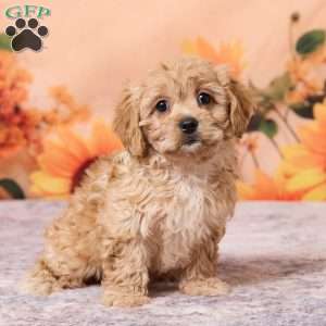 Macey, Cavachon Puppy